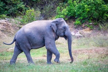 Elephant sauvage du Sri Lanka dans la nature 