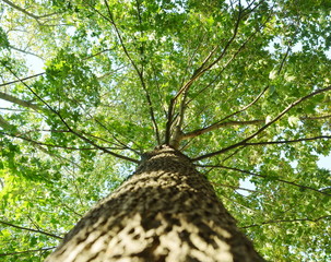 Ahornbaum mit grünen Blättern, die von unten nach oben schauen
