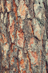 bark texture