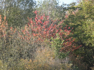 L'automne nous ravit avec ses couleurs chaudes