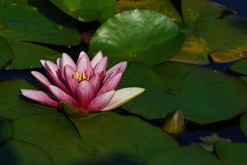 Rosa Seerose mit Seerosenblätter © Moritz
