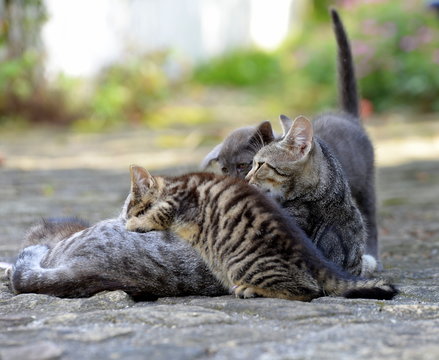 Katzendidyll. Getigerte Katzenmama säugt ihre Welpen im Freien