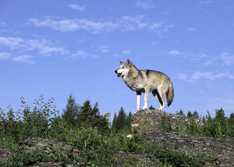 Ready to Howl