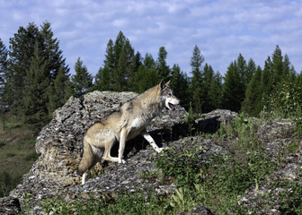 Rock-Climbing Wolf