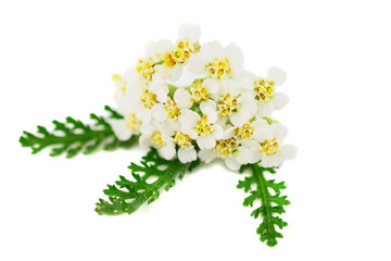 Yarrow (Achillea millefolium) Herbal Plant. Isolated on White Background. © Virtexie