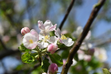 Flores