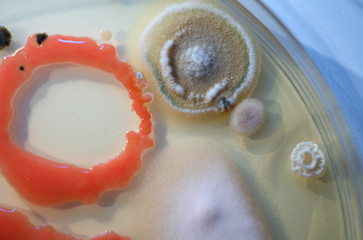 mold growth on agar