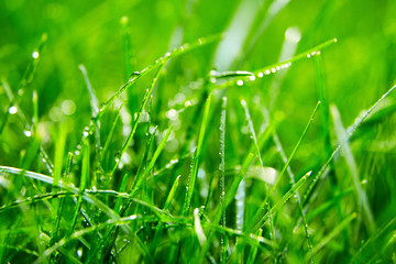 Obraz premium Green grass with water droplets on the leaves. Lawn. Morning freshness