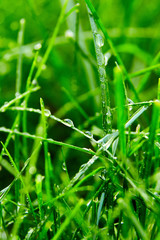 Green grass with water droplets on the leaves. Lawn. Morning freshness