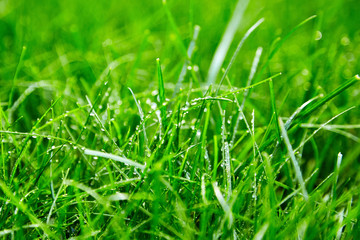 Green grass with water droplets on the leaves. Lawn. Morning freshness