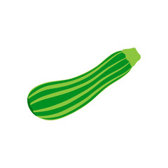 Striped green zucchini vector illustration. Seasonal courgette vegetable icon, isolated.