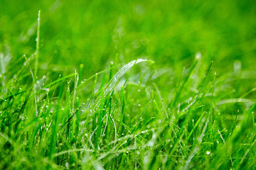 Green grass with water droplets on the leaves. Lawn. Morning freshness