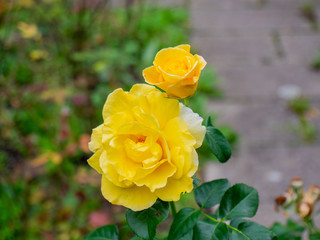 yellow rose