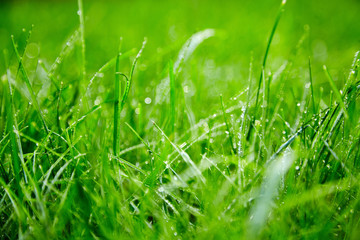 Green grass with water droplets on the leaves. Lawn. Morning freshness