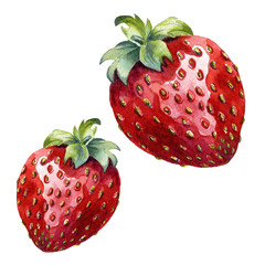 watercolor strawberry on white background