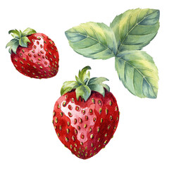 watercolor strawberry with leaf on white background