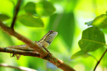 The lizards on tree branches in a garden,Animals in thailand.