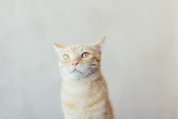 Fototapeta na wymiar Lifestyle orange cat in a bright house