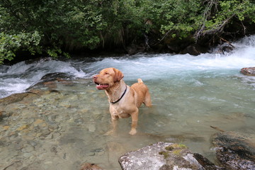 labrador retiver hund weiss bernstein augen