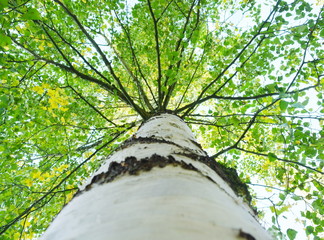 A birch tree with green leaves is a view from below on the crown