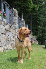 labrador retiver hund weiss bernstein augen