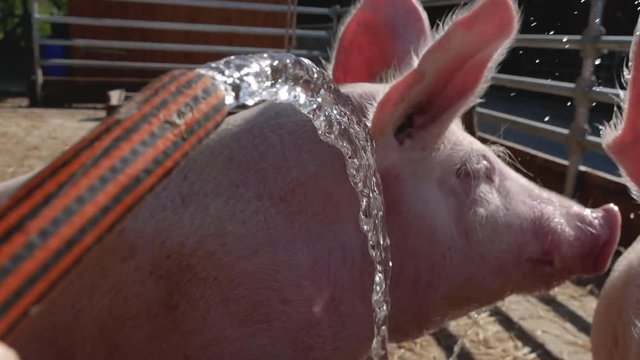 Hausschweine beim Abspritzen mit dem Gartenschlauch