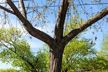 fork tree