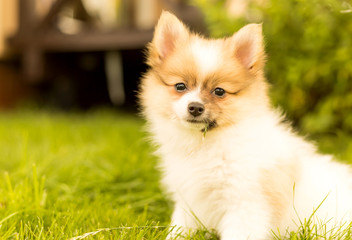 Dog - fluffy pomeranian puppy (spitz) in the garden