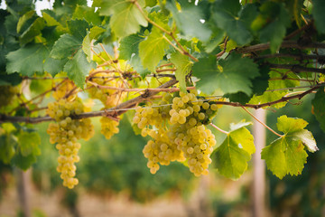 Detail of a bunch of grapes