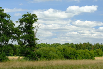 Obraz premium Im Bereich der Flußlandschaft der Hamme im Sommer in der Umgebung von Worpswede