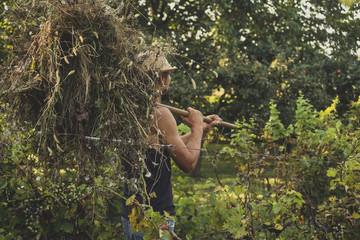 Naklejka na ściany i meble Man carries hay in the vineyard
