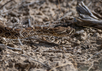A Prairie Rattlesnake Slithering through the Brush on a Warm Summer Day in Colorado