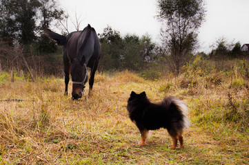 Horse and dog