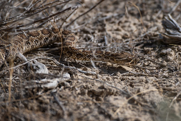 Fototapeta premium A Prairie Rattlesnake Slithering through the Brush on a Warm Summer Day in Colorado