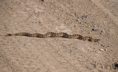 A Prairie Rattlesnake Sunning itself on a Warm Summer Day
