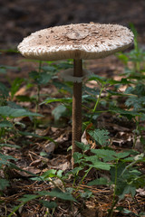 Schirm Pilz