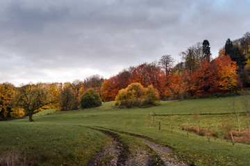 B&auml;ume im Herbst am Waldrand