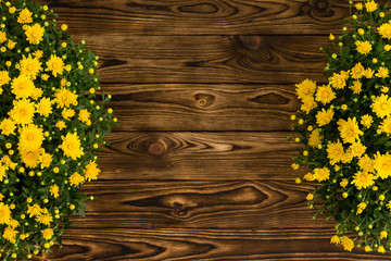 Double border of colorful yellow Mums