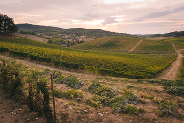 Fototapeta na wymiar Vineyards in the italian countryside landscape