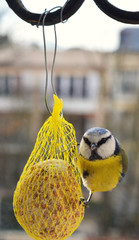 A blue Tit, eats a ball of fat, during the winter. Food for birds.
