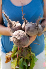 Beetroot agriculture background, diet food.