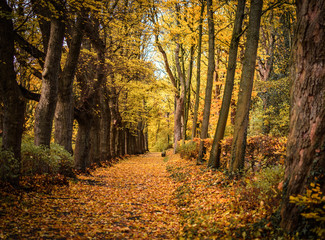 Waldweg im Herbst mit Laub bedeckt