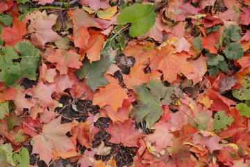 Fallen autumn leaves on the ground