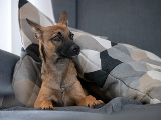 Small brown puppy is sitting on a couch. Small dog on couch.