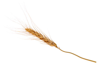 Ear of barley on white background