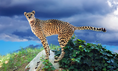 adult cheetah standing on stone
