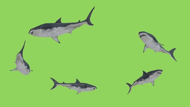 White Sharks in search of prey swims in a circle