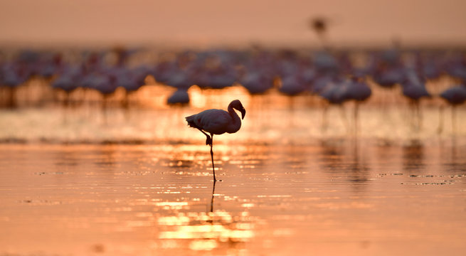 Fototapeta Silhouette of flamingo at dawn. Flamingo on the water of Lake Natron at sunrise. Lesser flamingo. Scientific name: Phoenicoparrus minor. Tanzania