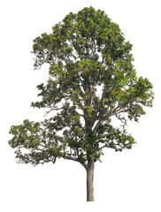 Obraz premium isolated tree on white background