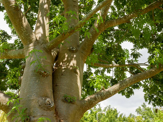 The branches of the Baobab tree